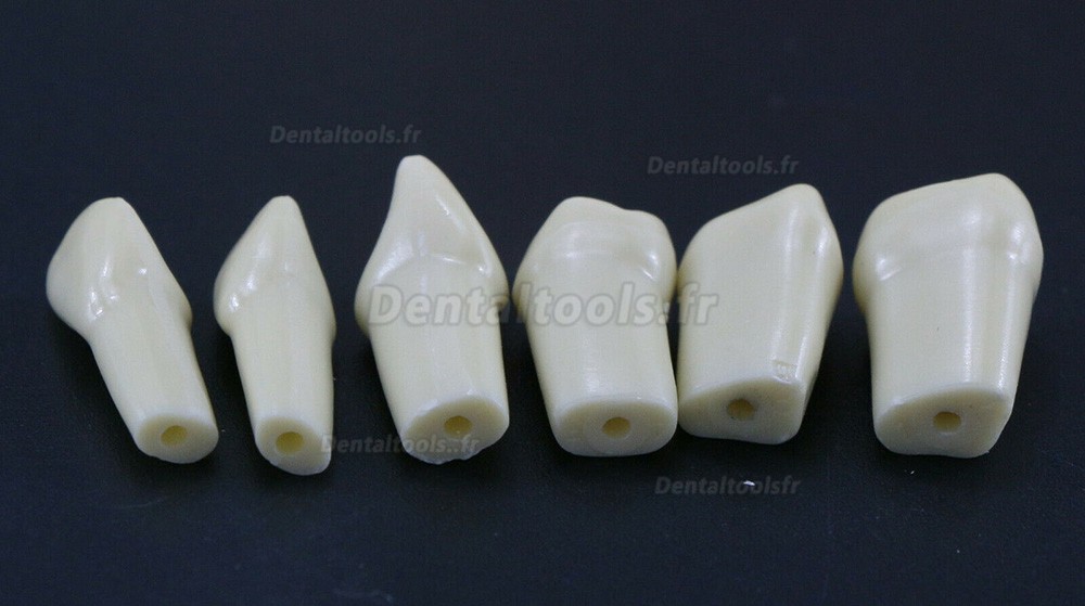 Modèle de simulation de typodonte dentaire avec 32 dents amovibles compatible avec Frasaco AG3